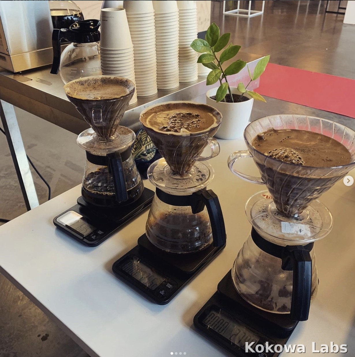 Green beans inspection